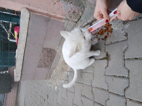Ücretsiz ankara kedisi acil yuva