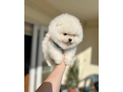 Pomeranian boo a kalite tea cup