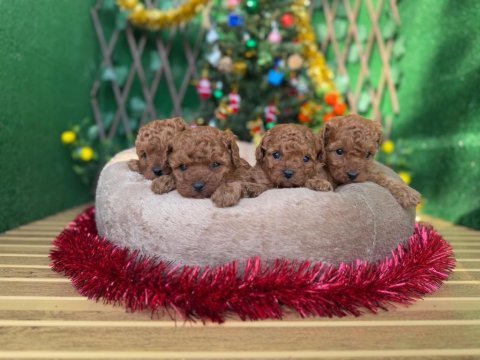 Toy poodle köpekler referans yavru