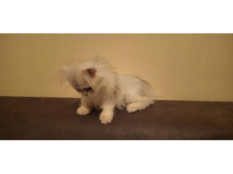 British longhair dişi safkan