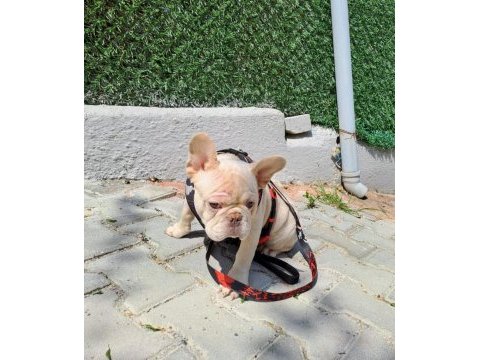 Evinize neşe katacak french bulldog yavrumuz