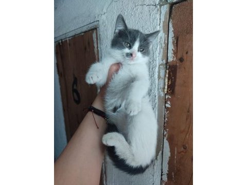 Cindy 2 aylık yavru kedimiz