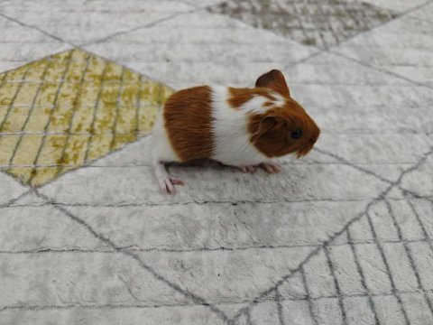 Ginepig yavrumuz