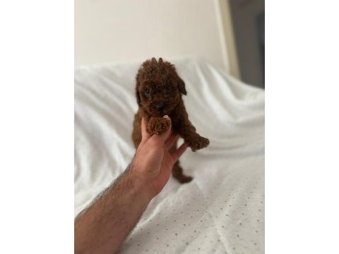 Red brown toy poodle erkek dişi