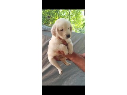 Harika golden retriever bebişler