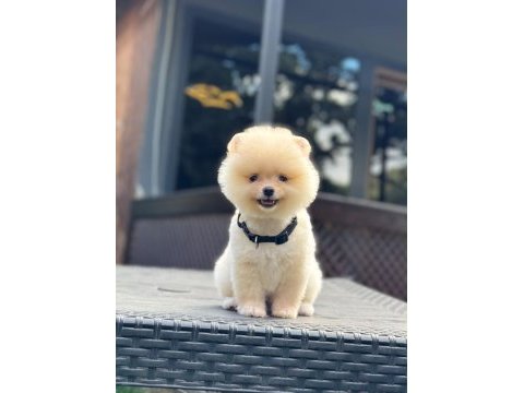 Yavru pomeranian boolarımız