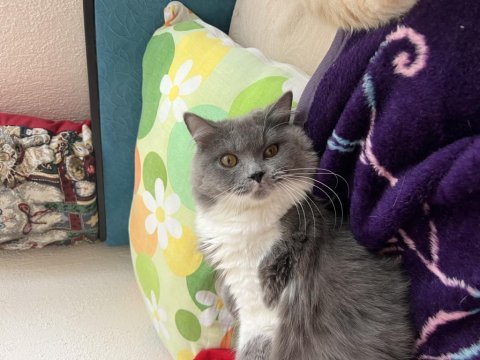 British longhair cins kedimiz 10 aylık