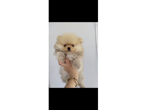 Küçük pomeranian ayıcıklar