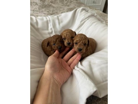 Erkek ve dişi toy poodle yavrular kore kan