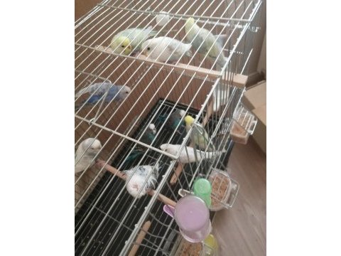 Karışık muhabbet kuşu yavrular