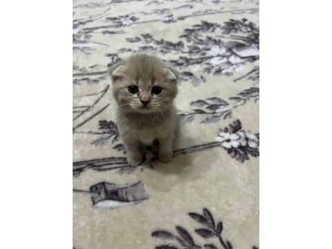 6 yavru kedimiz var