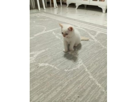 British shorthair point bebekler