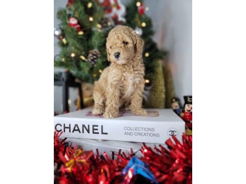Mükemmel kalitedeki toy poodle yavrularımız