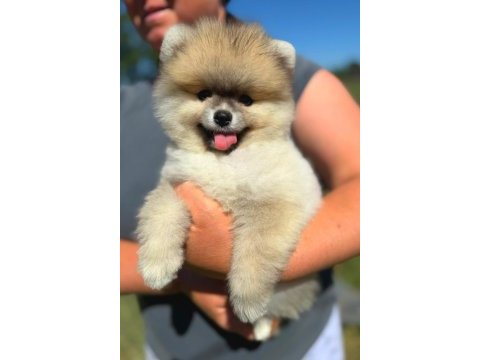 Yavru pomeranian boolarımız