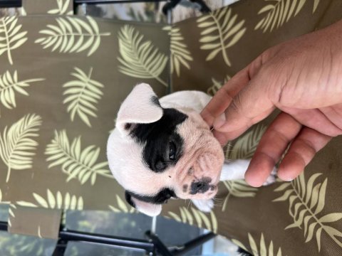 A kalite orjinal fransız bulldog