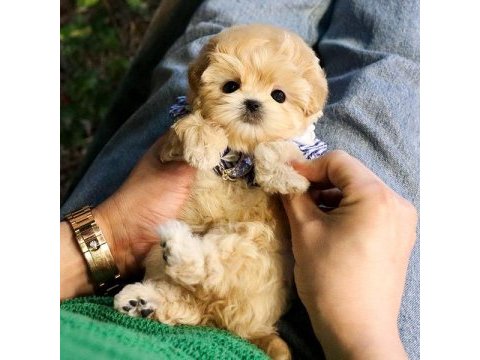 Muhteşem kalitede toy poodle yavruları