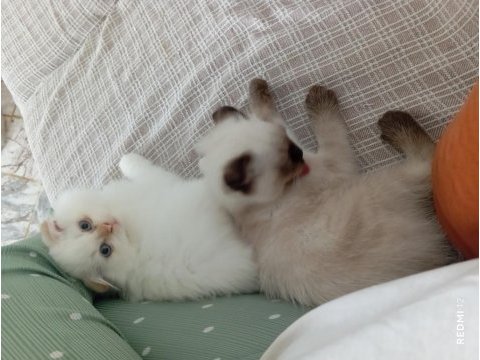 3-6 aylık scottish fold yavrularımız için yuva arıyoruz