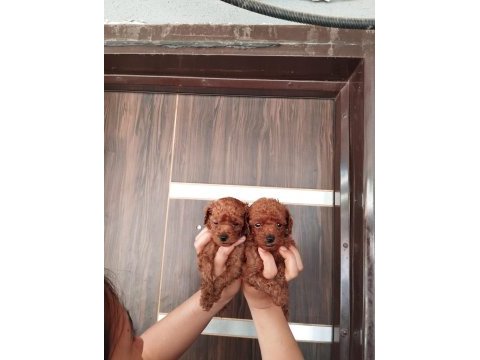 Toy poodle yavrularımız