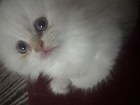 Kartopu maviş gözlü scottish fold