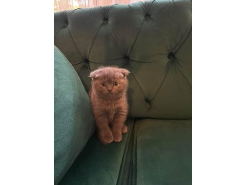 Safkan british ve scottish fold kediler