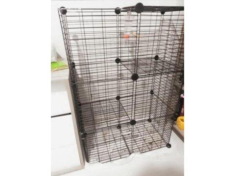 Chinchilla erkek