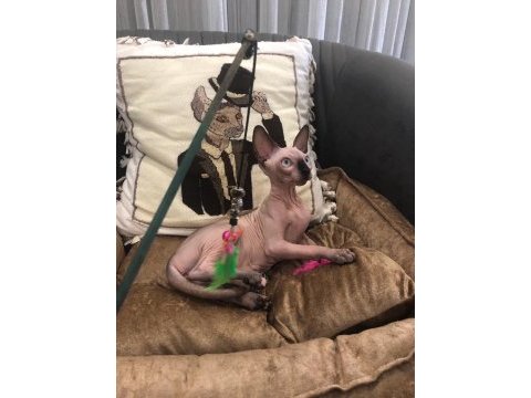 Sphynx sfenks tüysüz dişi erkek yavruları