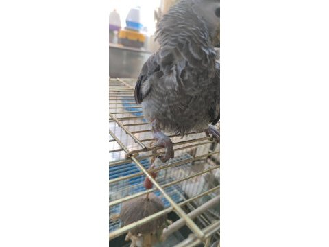 Bebek jako papağanı açıklamayı okumadan aramayın takas olur