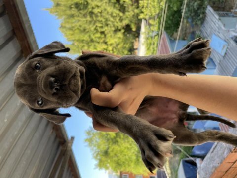 Blue & lilac dev cane corso yavrular