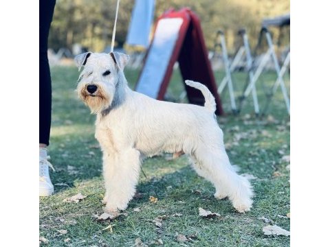 Fcı şecereli miniature schnauzer pure white (beyaz)