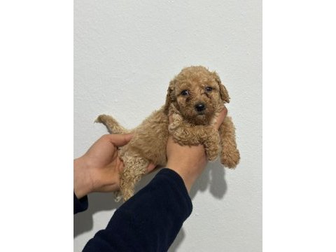 Toy poodle yavrularımız