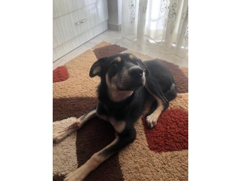 Köpeğimizi acil sahiplendiriyoruz