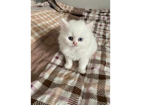Beyaz british shorthair yavrular