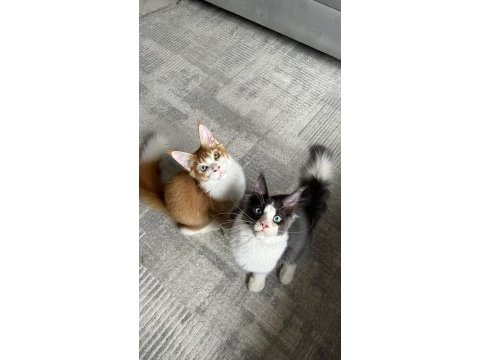 Renkli gözlü özel maine coon bebekler