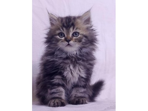 3 aylık tuvalet eğitimli iran kedisi