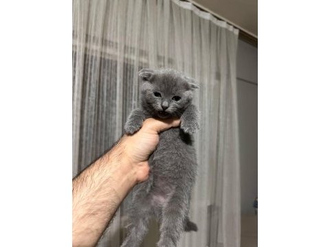 3 erkek scottish fold yavrum