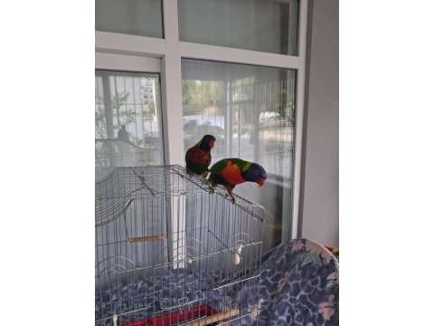 Full evcil 2 adet gökkuşağı lori papağanı