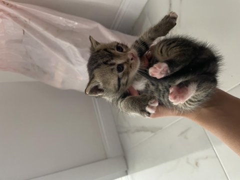 British shorthair annemizin yavruları oldu erkek-dişi