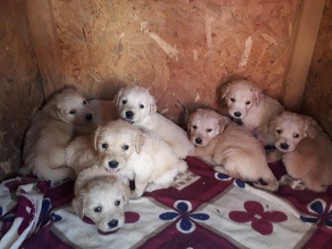 Golden retriever