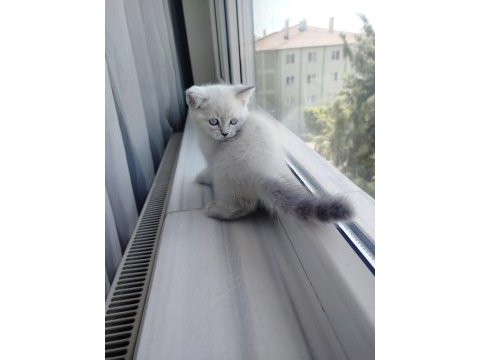 British shorthair dişi yavru