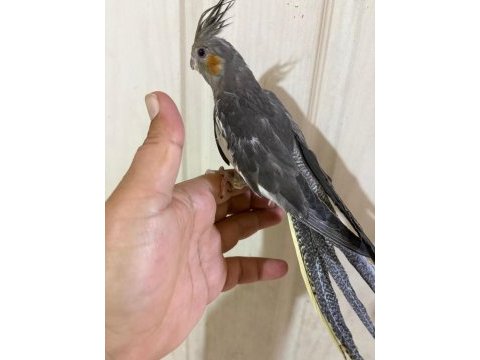 45 günlük konuşturmalık grey bebek sultan papağanı