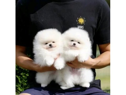 Luvpaw dan karbeyaz pomeranian boo yavrumuz prada