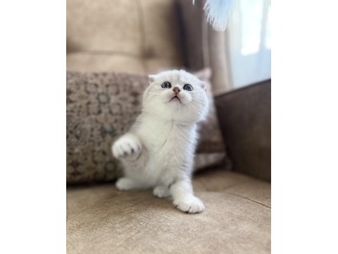 Wcf kayıtlı scottish fold özel yavrumuz