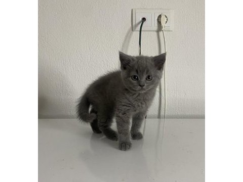 Irk ve sağlık garantili british shorthair
