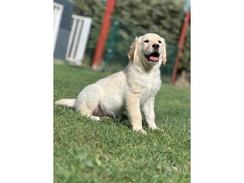 Golden retriever yavruları çiftlikten