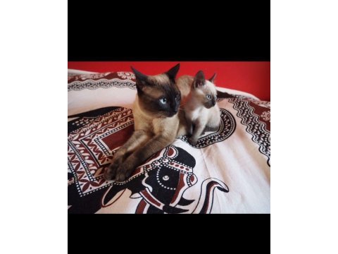 Son dişi siyam kedim yeni ailesini arıyor