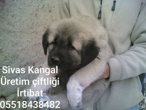 Merkez kangal üretim çıftlıgınden satılık kangallar