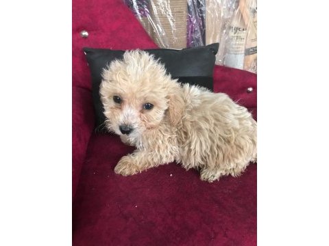 Maltipoo çocuklarıma yuva arıyorum