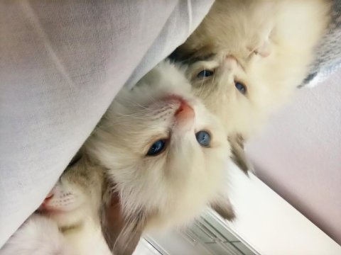 Dünyanın en sakin kedisi