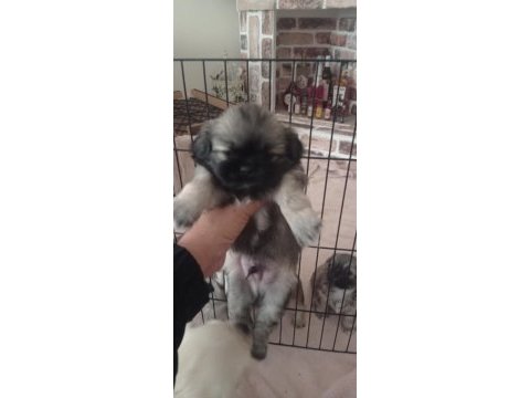 Pekinez yavru köpeklerimiz