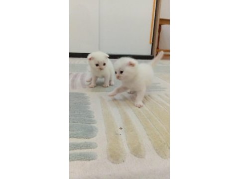 Scottish fold yeni yuvalarını bekliyorlar